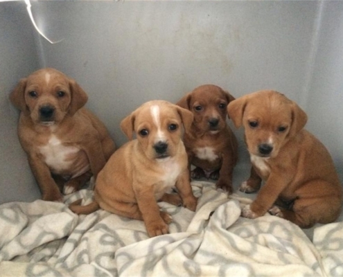El Centro Provincial de Recogida de Perros, dependiente de la Diputaci&oacute;n, pondr&aacute; en marcha su &lsquo;Escuela de Cachorros&rsquo;