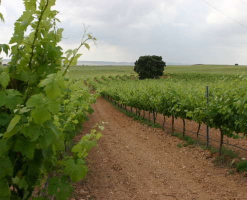 Imagen de una zona de viñedo en la provincia de Albacete en un día seminublado