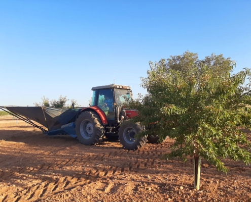 Un agricultor, montado en un tractor con paraguas, recoge la cosecha de almendra en un campo con almendros