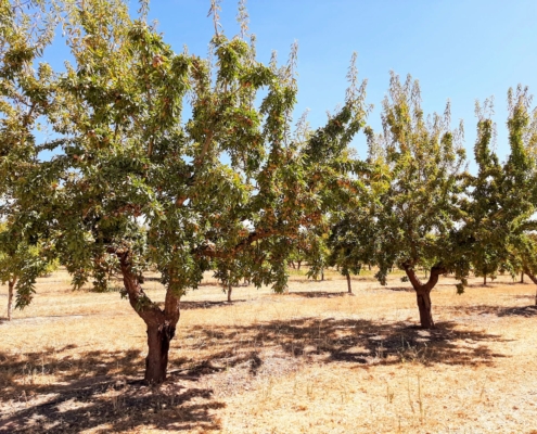 Imagen de un campo con almendros