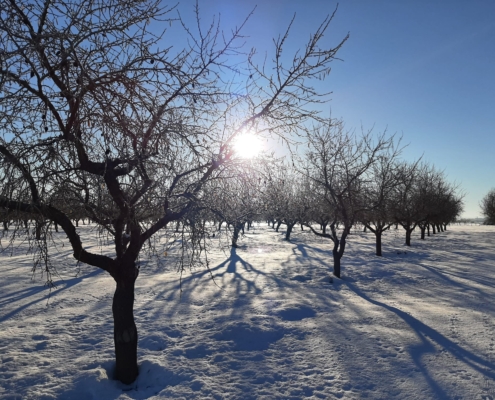 Campo tras nevadas y heladas de la Borrasca Filomena