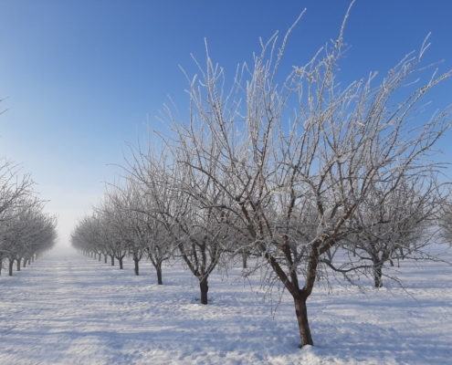 Almendro tras nevada Filomena