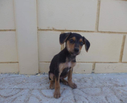 Foto de archivo de un cachorro