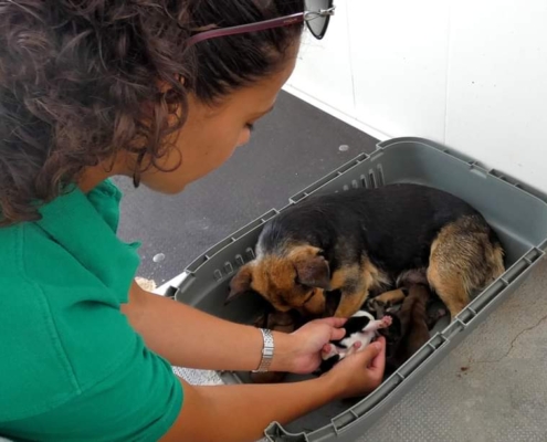 Foto de archivo de una trabajadora del Centro cuidando a unos cachorros