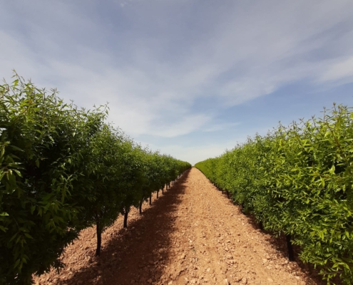 Una de las fincas de almendro en las que se trabajará