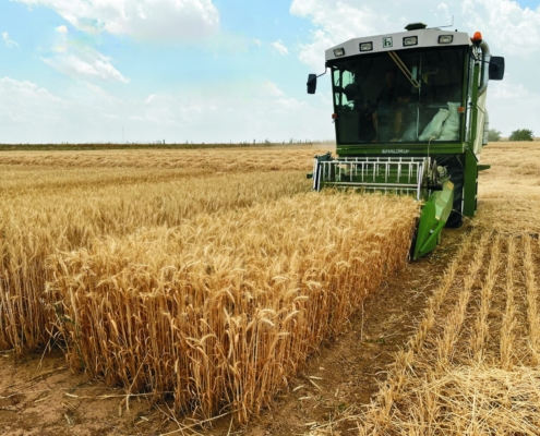 Imagen de campo de cultivo de trigo