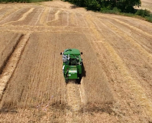 Imagen de campo de cultivo de trigo