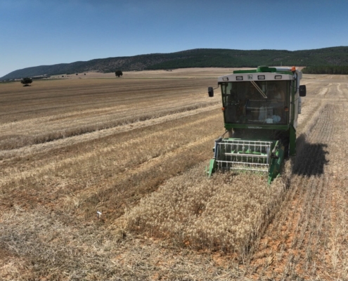 Imagen de campo de cultivo de trigo