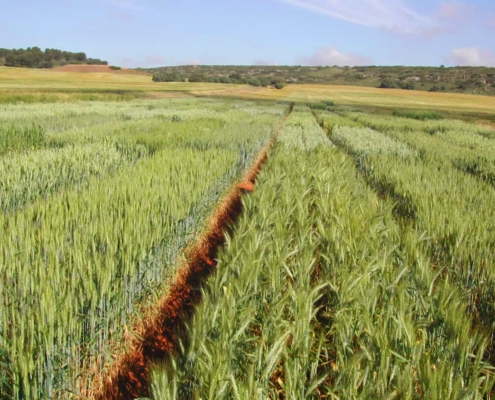 Imagen de campo de cultivo de trigo